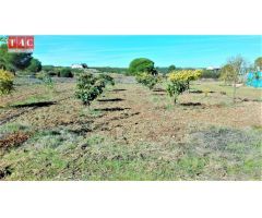 FINCA CON CASA