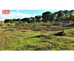 FINCA CON CASA
