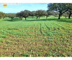 FINCA EN VILLANUEVA DE LOS CASTILLEJOS