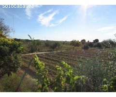 Parcela en el campico de Guardamar