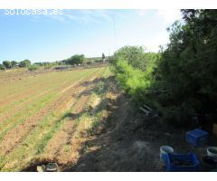 Parcela en el campico de Guardamar