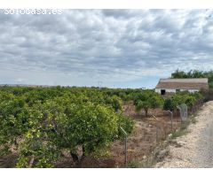 Parcela de 5000m2 con casa en la huerta de Guardamar