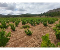 TERRENO DE VIÑAS EN PRODUCCIÓN A 3 KM DE ALGUEÑA