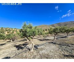 FINCA EN LA GORGORACHA  -VELEZ DE BENAUDALLA-