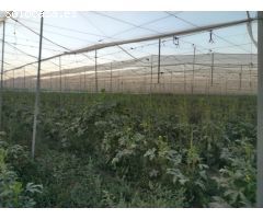 Oportunidad única, terreno en Puerto Lumbreras - Zona El Esparragal