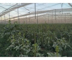 Oportunidad única, terreno en Puerto Lumbreras - Zona El Esparragal