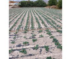 TERRENO RURAL URBANIZABLE EN LORCA