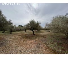 FINCA RÚSTICA CON PLANTADA DE OLIVOS.