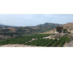 FINCA RÚSTICA EN CABEZO DE LA PLATA