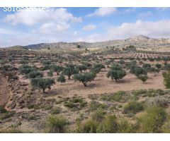 PLANTACIÓN OLIVOS EN PRODUCCIÓN