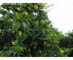 Suelo agrícola con plantación de naranjos, variedad navelina.