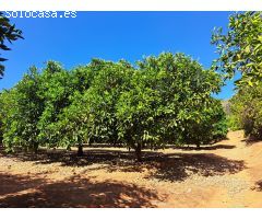 2 terrenos rurales en Carcaixent - Pujada de Maseres