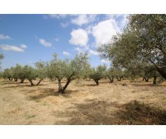 Se Vende Finca de Labor en Camino de las Gabias Chicas