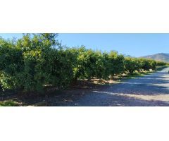 SUELO RUSTICO EN LA VALL DUIXÓ