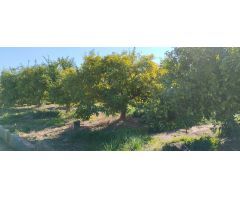 SUELO RUSTICO EN LA VALL DUIXÓ