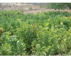 Nave Industrial en Venta en Huércal-Overa, Almería