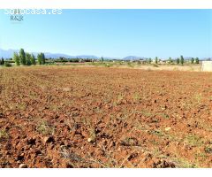 FINCA RÚSTICA EN LLUBÍ. 4500 M2 PARCELA. POZO AGUA PROPIO. BUENA TIERRA. 29.000 €