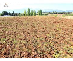 FINCA RÚSTICA EN LLUBÍ. 4500 M2 PARCELA. POZO AGUA PROPIO. BUENA TIERRA. 29.000 €