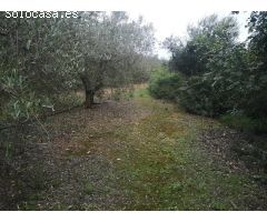 Parcela en Venta en Ulldecona, Tarragona