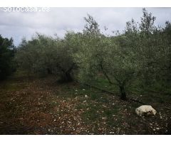 Parcela en Venta en Ulldecona, Tarragona