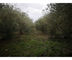 Parcela en Venta en Ulldecona, Tarragona