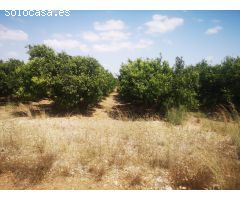FINCA DE NARANJOS CON POZO PROPIO