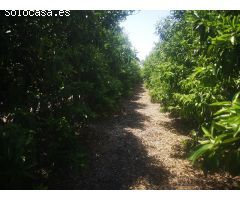 FINCA DE NARANJOS CON POZO PROPIO