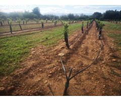 Parcela en Venta en Ulldecona, Tarragona