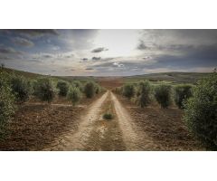 VENTA PARCELA ALREDEDORES JEREZ DE LA FRA.