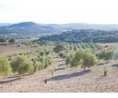 VENTA PARCELA PRADO DEL REY