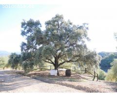 VENTA PARCELA PRADO DEL REY
