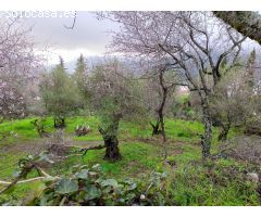 VENTA TERRENO RÚSTICO. BENAOCAZ