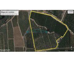 FINCA DE NARANJOS Y OLIVOS CON CASA EN NÁQUERA