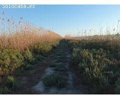 Finca Rustica en Ptda. el Molar San Fulgencio