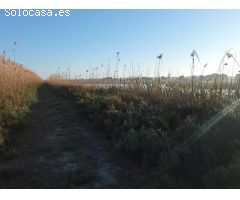 Finca Rustica en Ptda. el Molar San Fulgencio