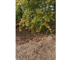 Chalet en Venta en Guaro, Málaga