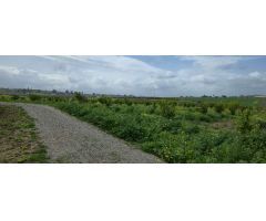 Finca en Venta en Villafranco del Guadalhorce, Málaga