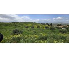 Finca rustica en Venta en Villafranco del Guadalhorce, Málaga