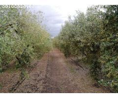 CASA DE CAMPO EN ENTORNO PRIVILEGIADO CON PLANTACION DE OLIVO ARBEQUINO.