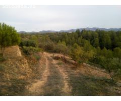 FINCA AGRICOLA DE REGADIO CON DOS MASIAS DE NUEVA CONSTRUCCION EN PARAJE SINGULAR - DARMOS.