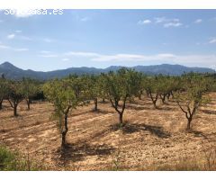 FINCA RUSTICA EN BOT CON MASIA DE PIEDRA