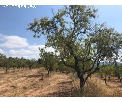 FINCA RUSTICA EN BOT CON MASIA DE PIEDRA