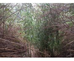 FINCA DE REGADIO EN MIRAVET CON ACCESO DIRECTO AL RIO