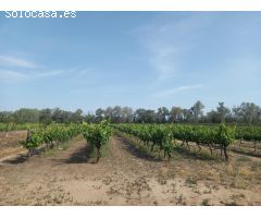 FINCA RUSTICA EN GINESTAR A ORILLAS DEL RIO EBRO