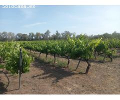 FINCA RUSTICA EN GINESTAR A ORILLAS DEL RIO EBRO