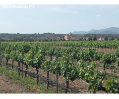 FINCA RUSTICA EN GINESTAR A ORILLAS DEL RIO EBRO