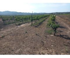 FINCA RUSTICA EN GINESTAR A ORILLAS DEL RIO EBRO