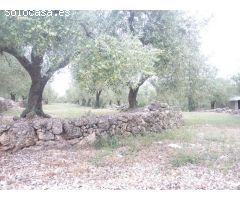 ESPLENDIDA FINCA DE REGADIO EN EL PERELLO.