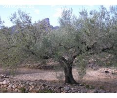 ESPLENDIDA FINCA DE REGADIO EN EL PERELLO.