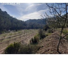 OPORTUNIDAD ESPLENDIDA FINCA DE REGADIO EN VENTA EN GINESTAR ( RIBERA D´EBRE